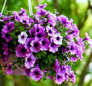 夏天哪些花可以换盆，哪些花适合夏天种