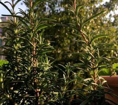 迷迭香种植前景如何，迷迭香家庭种植方法如何？