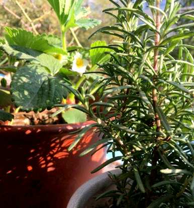 迷迭香种植前景如何，迷迭香家庭种植方法如何？