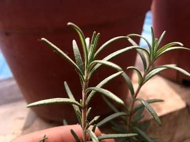 迷迭香种植前景如何，迷迭香家庭种植方法如何？