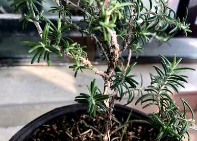 迷迭香种植前景如何，迷迭香家庭种植方法如何？