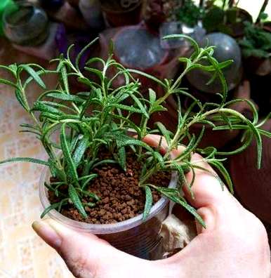 迷迭香种植前景如何，迷迭香家庭种植方法如何？