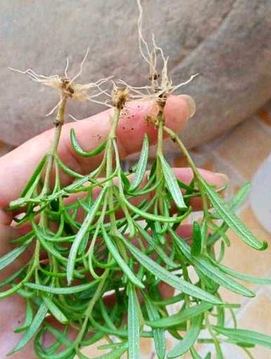 迷迭香种植前景如何，迷迭香家庭种植方法如何？
