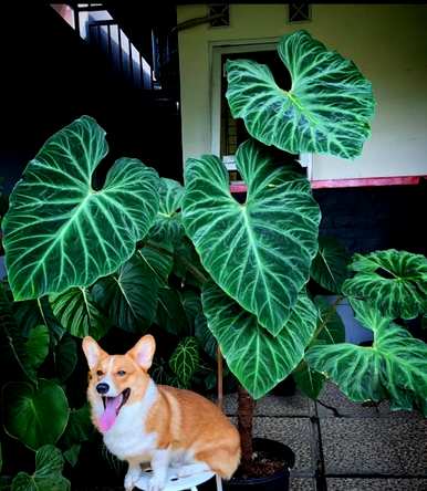 什么样的绿色植物适合客厅饲养？十大客厅耐寒绿色植物易于饲养