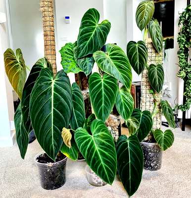 什么样的绿色植物适合客厅饲养？十大客厅耐寒绿色植物易于饲养