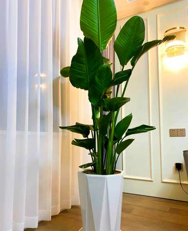 什么样的绿色植物适合客厅饲养？十大客厅耐寒绿色植物易于饲养