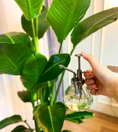 什么样的绿色植物适合客厅饲养？十大客厅耐寒绿色植物易于饲养