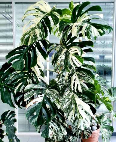 什么样的绿色植物适合客厅饲养？十大客厅耐寒绿色植物易于饲养