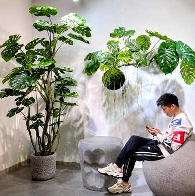 什么样的绿色植物适合客厅饲养？十大客厅耐寒绿色植物易于饲养