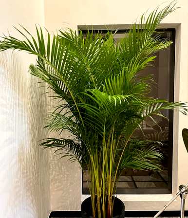 什么样的绿色植物适合客厅饲养？十大客厅耐寒绿色植物易于饲养