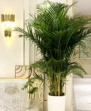 什么样的绿色植物适合客厅饲养？十大客厅耐寒绿色植物易于饲养