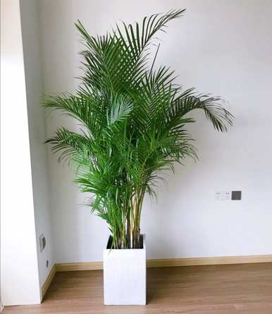 什么样的绿色植物适合客厅饲养？十大客厅耐寒绿色植物易于饲养