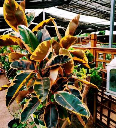 什么样的绿色植物适合客厅饲养？十大客厅耐寒绿色植物易于饲养