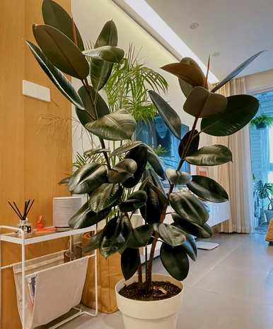 什么样的绿色植物适合客厅饲养？十大客厅耐寒绿色植物易于饲养
