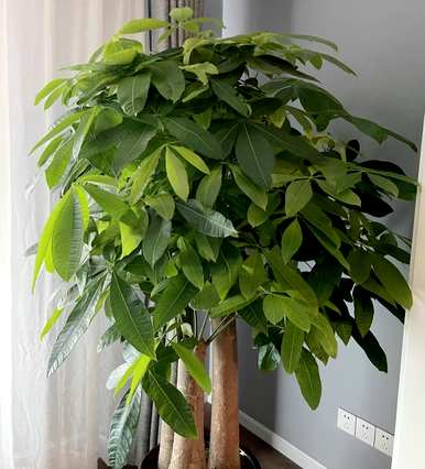 什么样的绿色植物适合客厅饲养？十大客厅耐寒绿色植物易于饲养