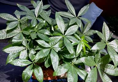 什么样的绿色植物适合客厅饲养？十大客厅耐寒绿色植物易于饲养