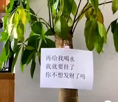 什么样的绿色植物适合客厅饲养？十大客厅耐寒绿色植物易于饲养