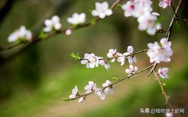 桃花什么时候开花，桃花什么时候开花拟人句
