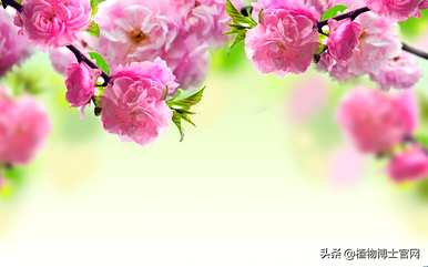 桃花什么时候开花，桃花什么时候开花拟人句