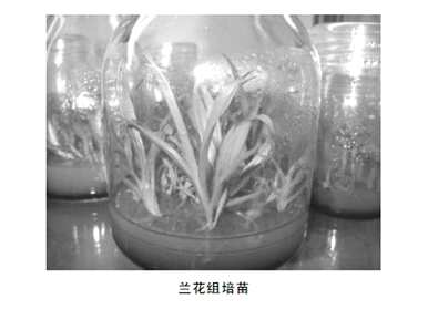 鐜夌孩鍙屽▏兰花有多少种？