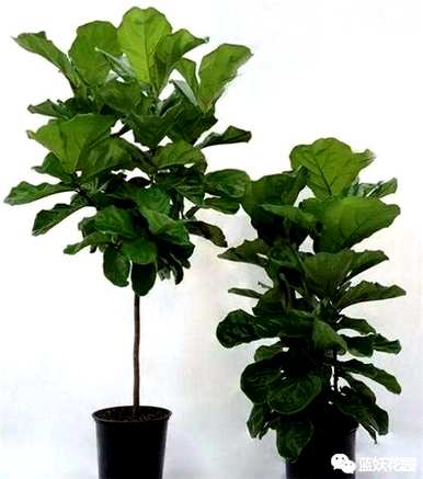 榕树绿色植物盆栽，榕树盆栽培育方法