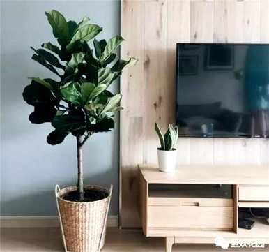 榕树绿色植物盆栽，榕树盆栽培育方法