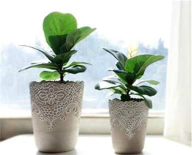 榕树绿色植物盆栽，榕树盆栽培育方法