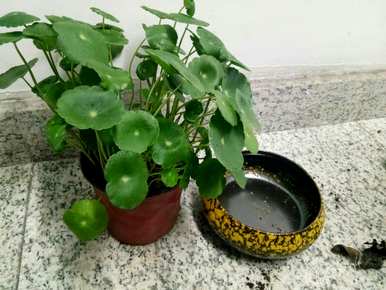 铜钱草怎么养，水箱里怎么养铜钱草？