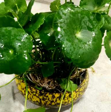 铜钱草怎么养，水箱里怎么养铜钱草？