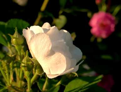 野玫瑰花语寓意野玫瑰日本花语