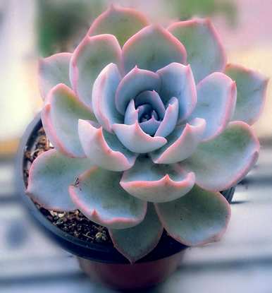 搴櫌绉嶆妞妞，如何种植多肉植物？