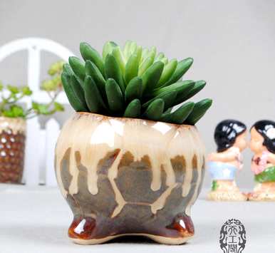 搴櫌绉嶆妞妞，如何种植多肉植物？