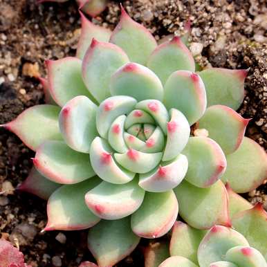 搴櫌绉嶆妞妞，如何种植多肉植物？