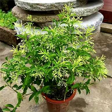 哪些花不适合在家里养，鼻炎家里适合养哪些花？