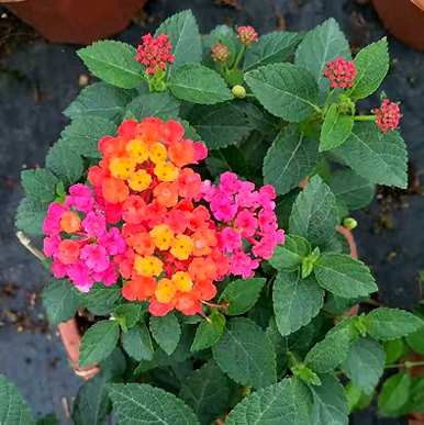 哪些花不适合在家里养，鼻炎家里适合养哪些花？