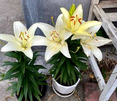 哪些花不适合在家里养，鼻炎家里适合养哪些花？