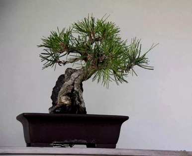 果树盆景的日常维护和管理视频，如何维护和管理果树盆景