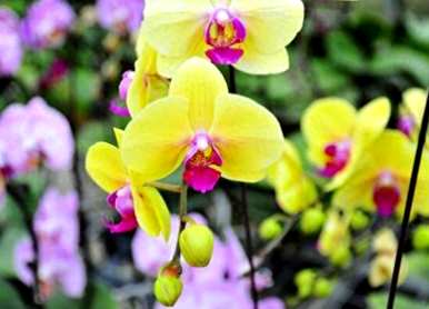 蝴蝶兰不开花怎么办？蝴蝶兰什么时候开花？