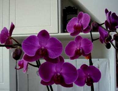 蝴蝶兰不开花怎么办？蝴蝶兰什么时候开花？
