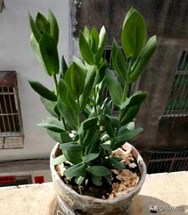 洋桔梗要怎样养才茂盛，洋桔梗要怎样养才好看？