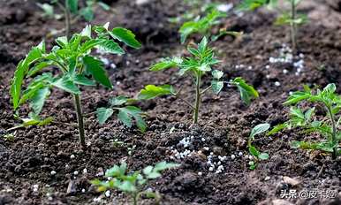 番茄如何种植技术，番茄种植管理修剪