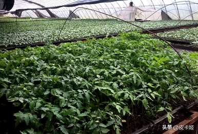 番茄如何种植技术，番茄种植管理修剪