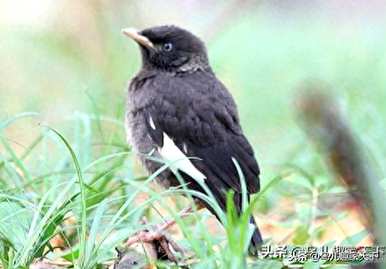 如何让八哥说话，八哥羽冠还会说话吗？