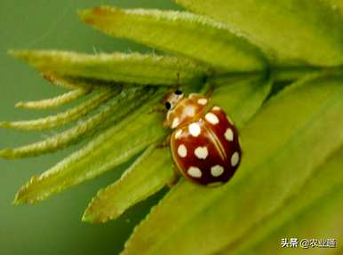 四星瓢虫有多少种，瓢虫有多少种？