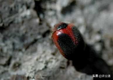 四星瓢虫有多少种，瓢虫有多少种？
