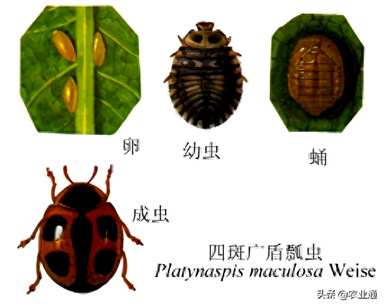 四星瓢虫有多少种，瓢虫有多少种？