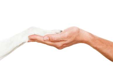 金毛犬训练多少天？金毛犬的训练科目是什么？