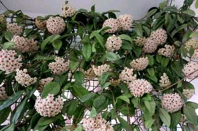 球兰花怎样才能开花，球兰花施什么肥料才能开花