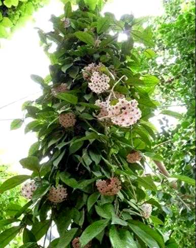 球兰花怎样才能开花，球兰花施什么肥料才能开花