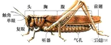 蜘蛛是昆虫，为什么不是昆虫，蜘蛛是昆虫吗？